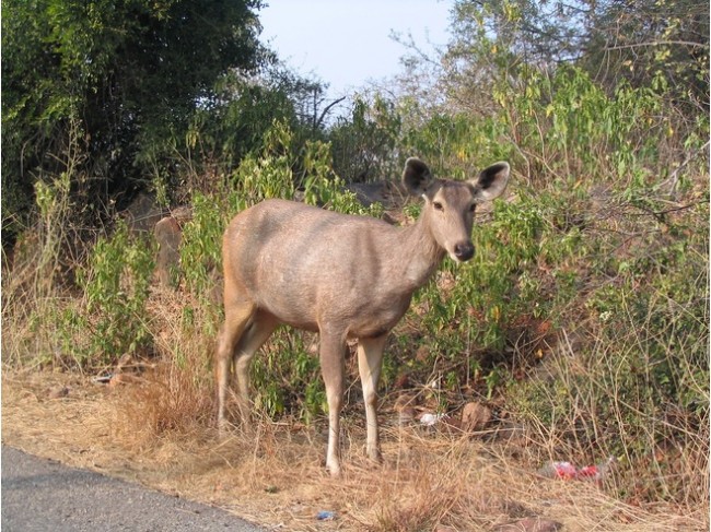 Rajasthan Wildlife Tours (9 Nights/ 10 Days)